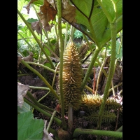 Ceratostigma Plumbaginoides (fam Plumbaginacees) (Chine) (3)